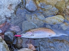 ニジマスの釣果