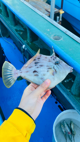 カワハギの釣果