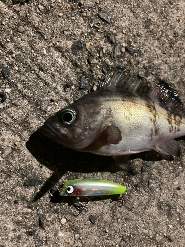 メバルの釣果