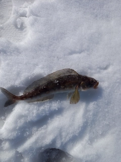 ホッケの釣果