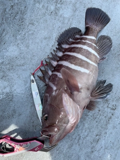 マハタの釣果