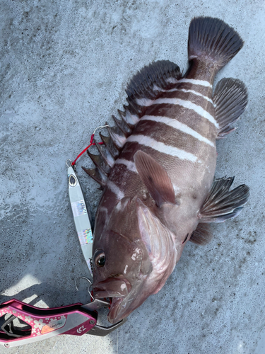 マハタの釣果