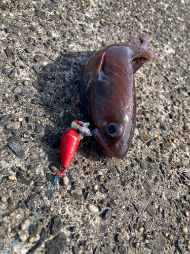 ドンコの釣果