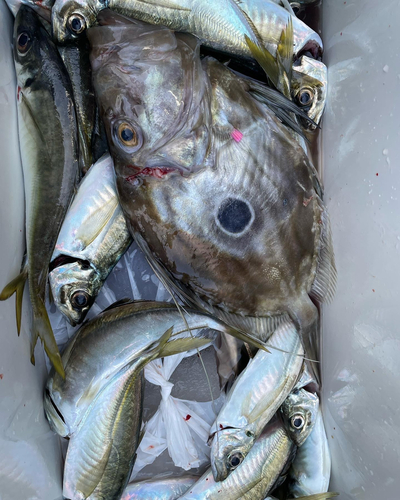 マトウダイの釣果