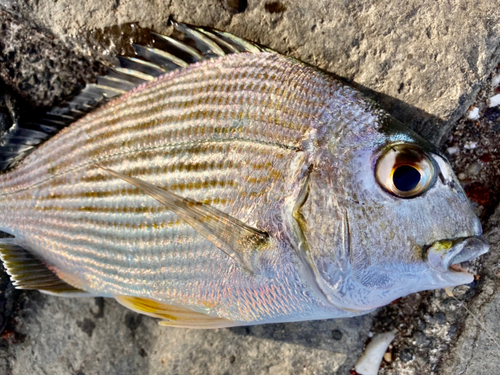 ヘダイの釣果