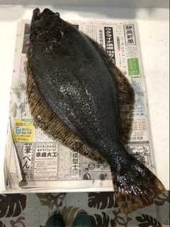 ヒラメの釣果