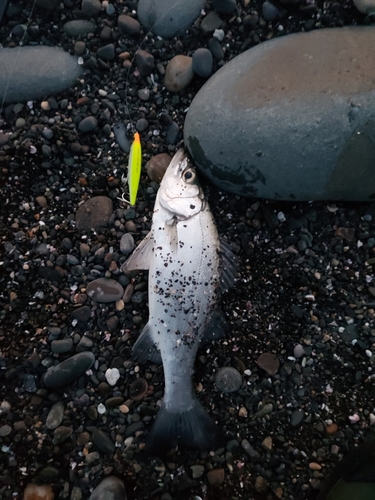 セイゴ（マルスズキ）の釣果