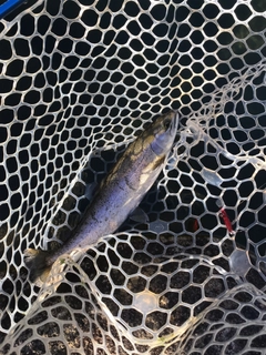 サクラマスの釣果