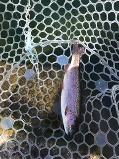 ニジマスの釣果