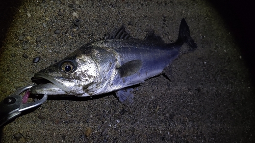 セイゴ（マルスズキ）の釣果