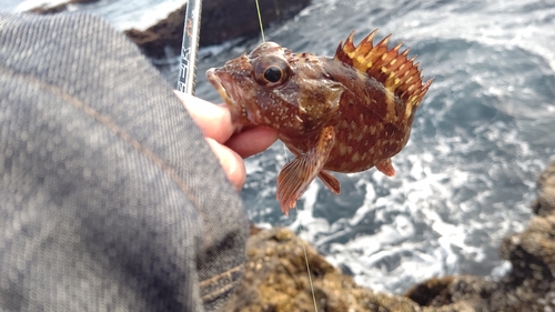 ガシラの釣果