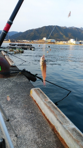 ネンブツダイの釣果