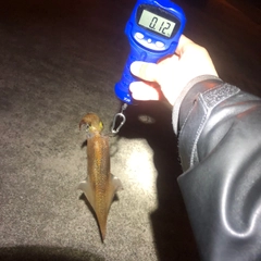 ササイカの釣果