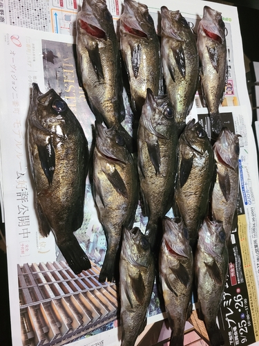 クロメバルの釣果