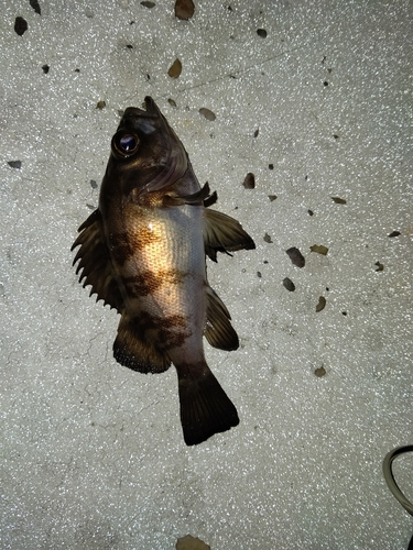 メバルの釣果