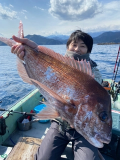 マダイの釣果