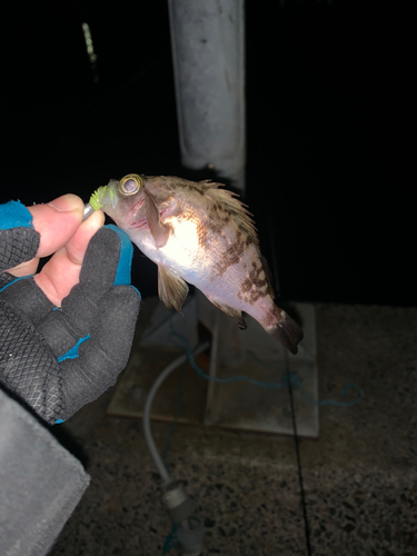 クロメバルの釣果