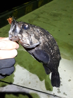 クロソイの釣果