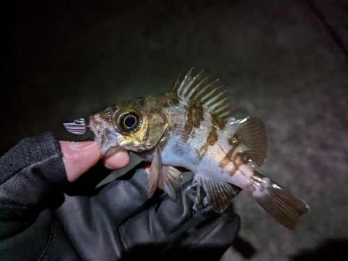 メバルの釣果