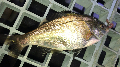 ウミタナゴの釣果