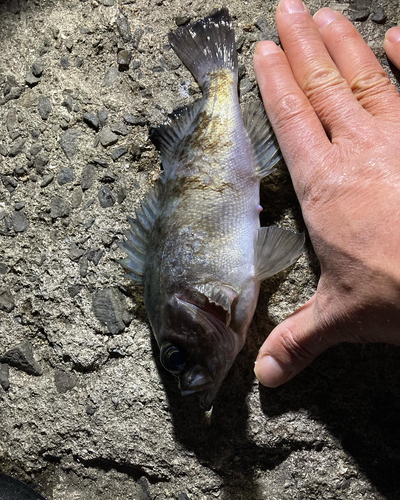 アオメバルの釣果