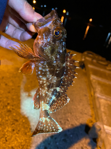 カサゴの釣果