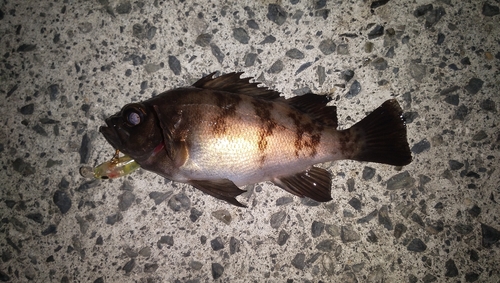 アオメバルの釣果