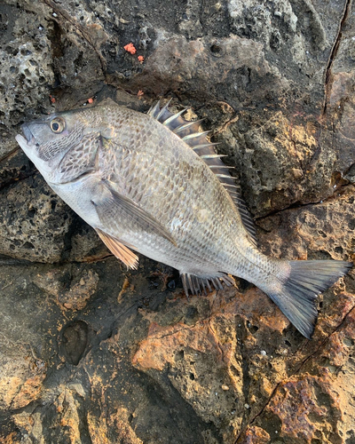 チヌの釣果