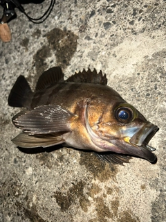 メバルの釣果