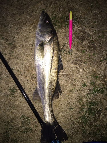 フッコ（マルスズキ）の釣果