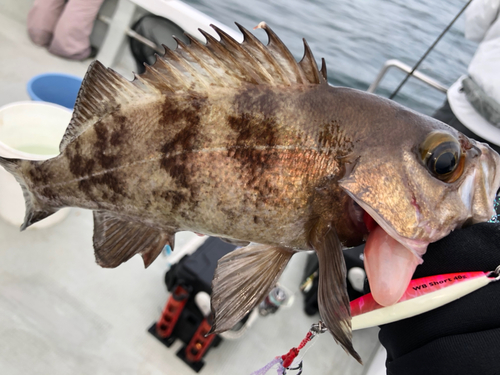 メバルの釣果