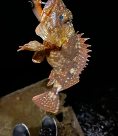 カサゴの釣果