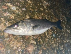 スズキの釣果