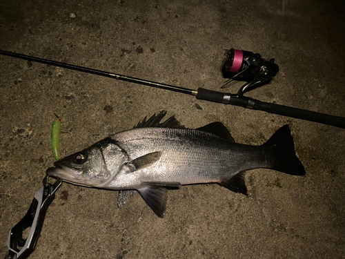 ヒラスズキの釣果