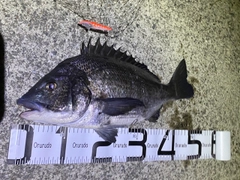 クロダイの釣果