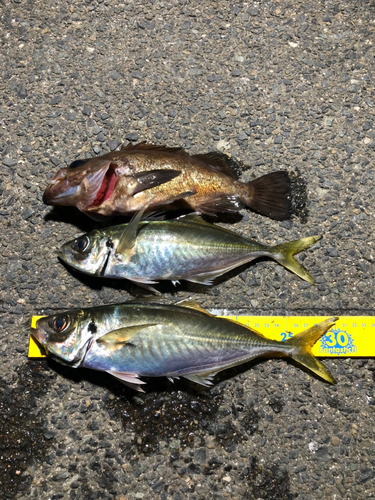 アジの釣果