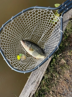 ラージマウスバスの釣果