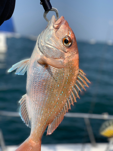 マダイの釣果