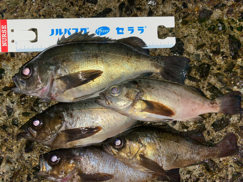 メバルの釣果