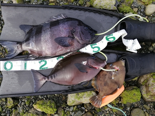 イシダイの釣果