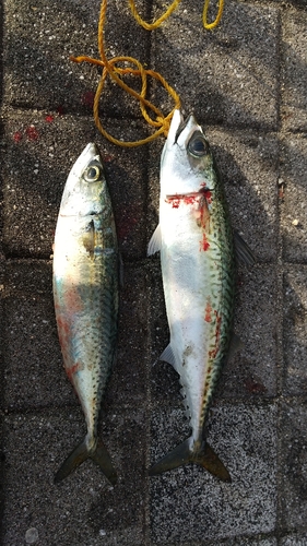 マサバの釣果