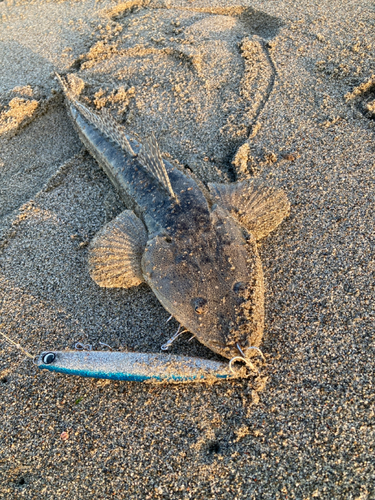 マゴチの釣果