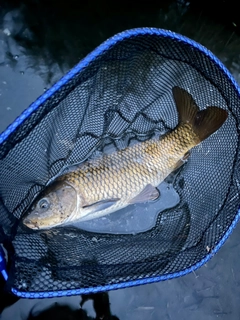 コイの釣果