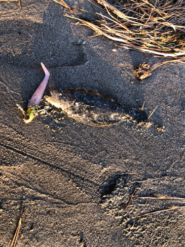 ソゲの釣果