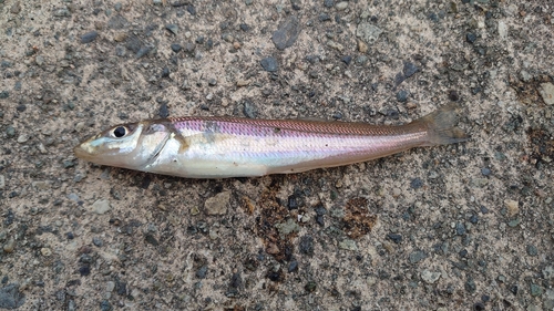 キスの釣果