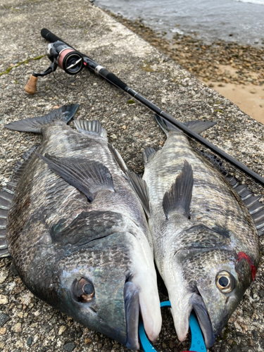 クロダイの釣果