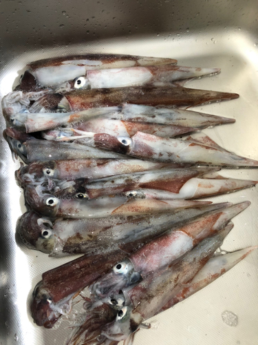 ヤリイカの釣果