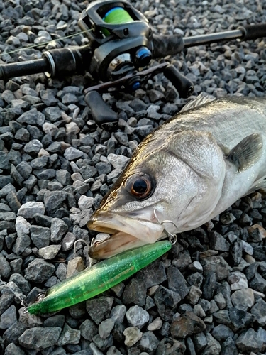 シーバスの釣果