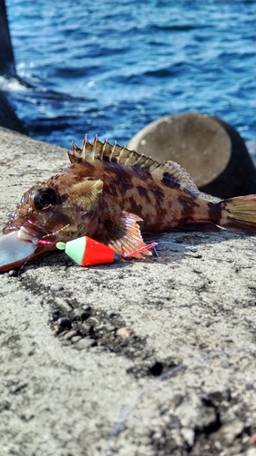 カサゴの釣果