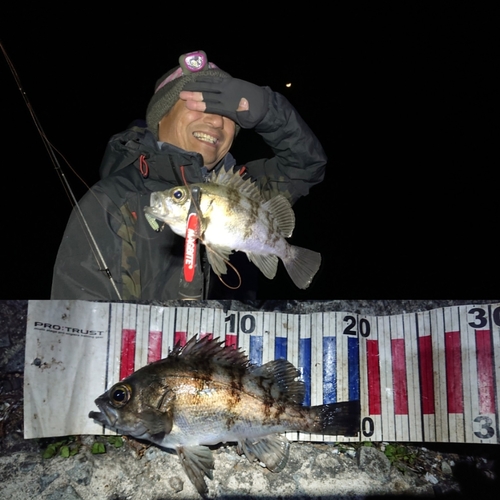 メバルの釣果